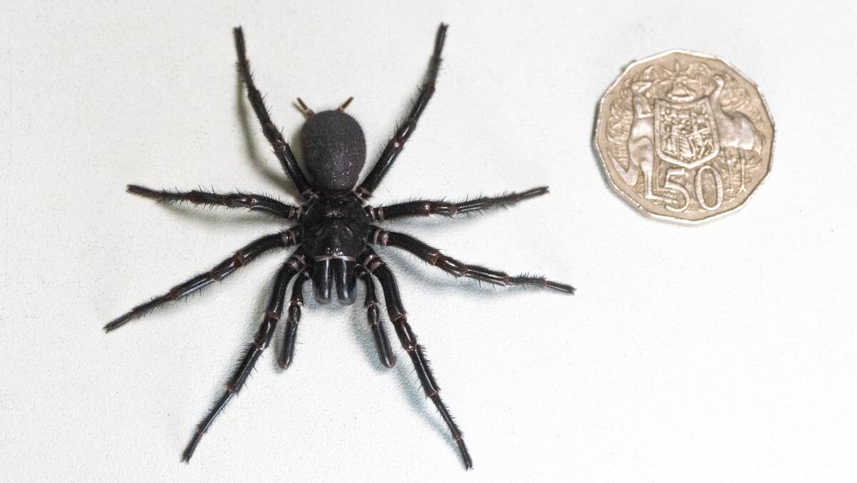 A record-breaking funnel web spider has been handed into Australian Reptile Park. 