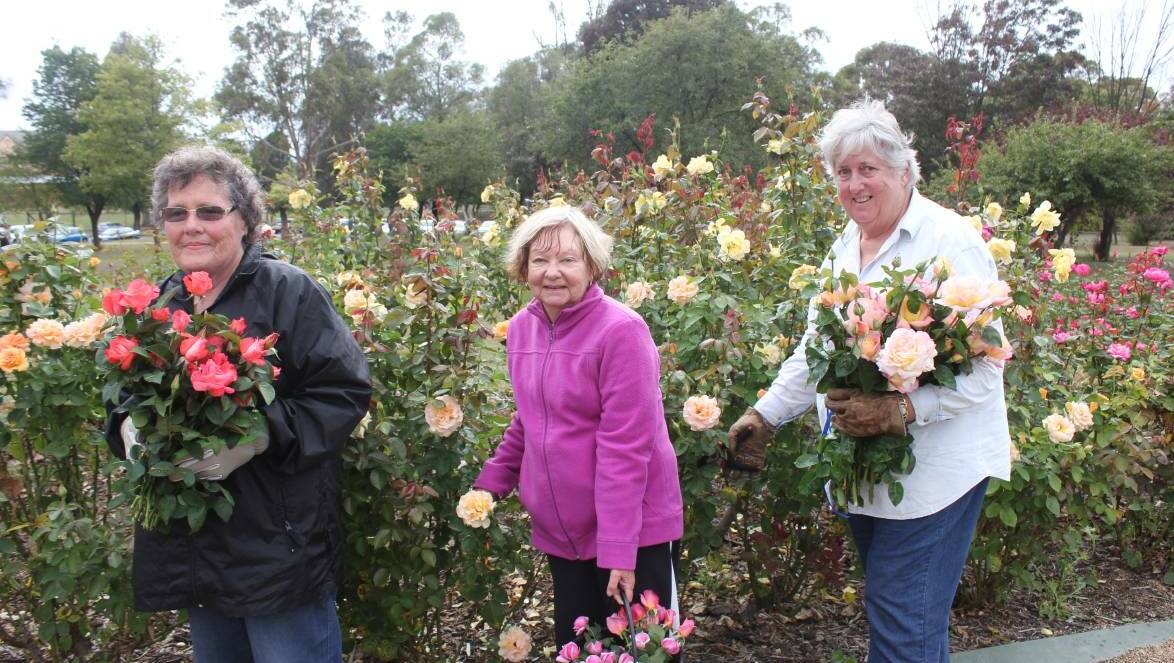 PRUNING: Yvonne South, Jan Tester and Robyn Rawlinson were pruning roses for the 2017 Rose Festival in Victoria Park. Picture: David Cole. 