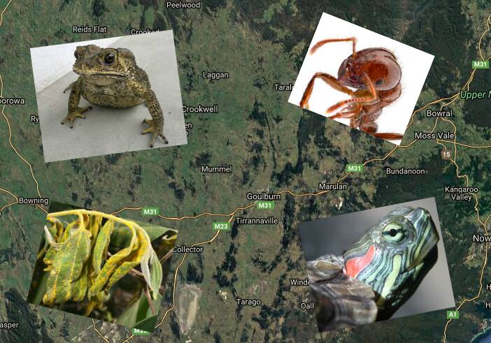 POTENTIAL INVADERS: The Asian black spine toad, the red imported fire, the red eared slider turtle and myrtle rust. Pictures: Supplied.