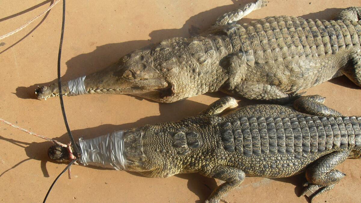 CROC PALS: A freshwater crocodile (top) with his much more feared relative, the saltwater croc. A much small freshie is believed to have bitten the tourist. Picture: NT Parks.