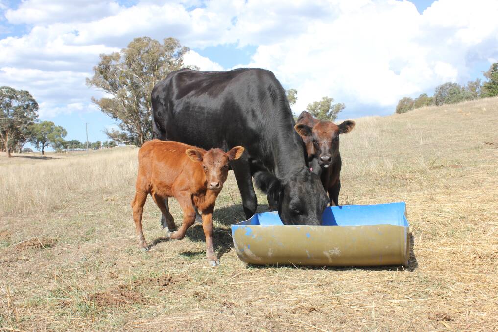 HISTORY: Peelwood farmers Brian and Narelle Bulmer decided to call three of their heifer newborns after the neglected grave of Agnes Rose Fox. Photo: Mariam Koslay. 