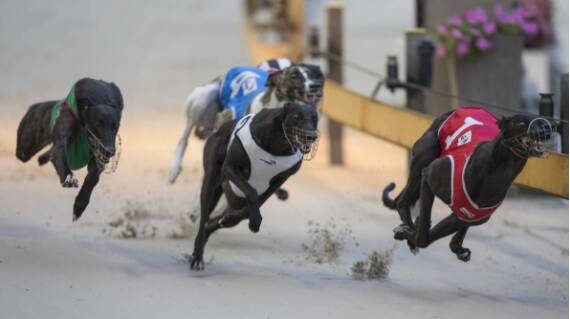 "Often you see a crisis brings people together," Canberra Greyhound Racing Club Kel Watt. 