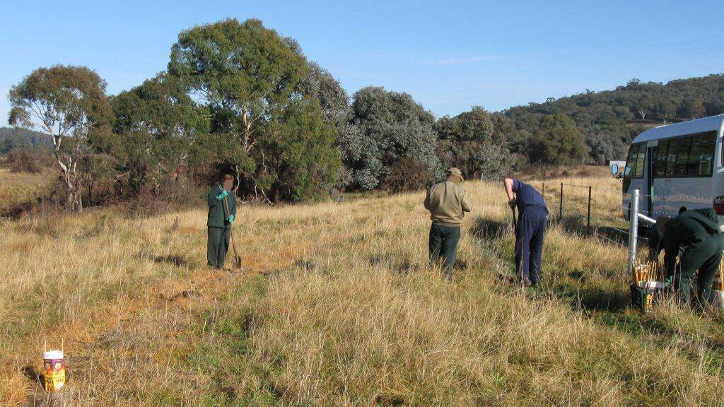 VOLUNTEER: Inmates working on a bush regeneration project as part of the Goulburn Community Projects Program. Photo: Corrective Services NSW. 