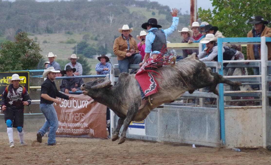 OPENING ROUND: Out of the chute and hanging on, one of the riders in the first round of the 2016 Goulburn open bull ride. Photo: Darryl Fernance