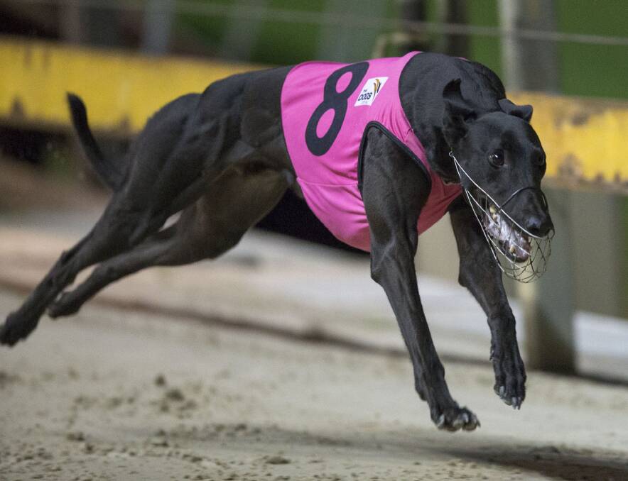 RETURN TO RACING:  Paul Braddon-trained Falcon’s Fury makes his racing return after a five-month absence at Goulburn on Tuesday. Photo: thedogs.com.au