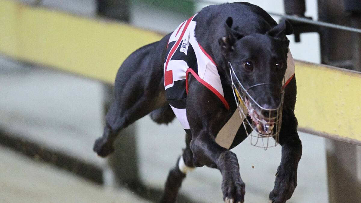 GOLDEN PROSPECT: Dana Beatrice won a Golden Easter Egg for Rod McDonald and he could celebrate on Tuesday too. Photo: thedogs.com.au