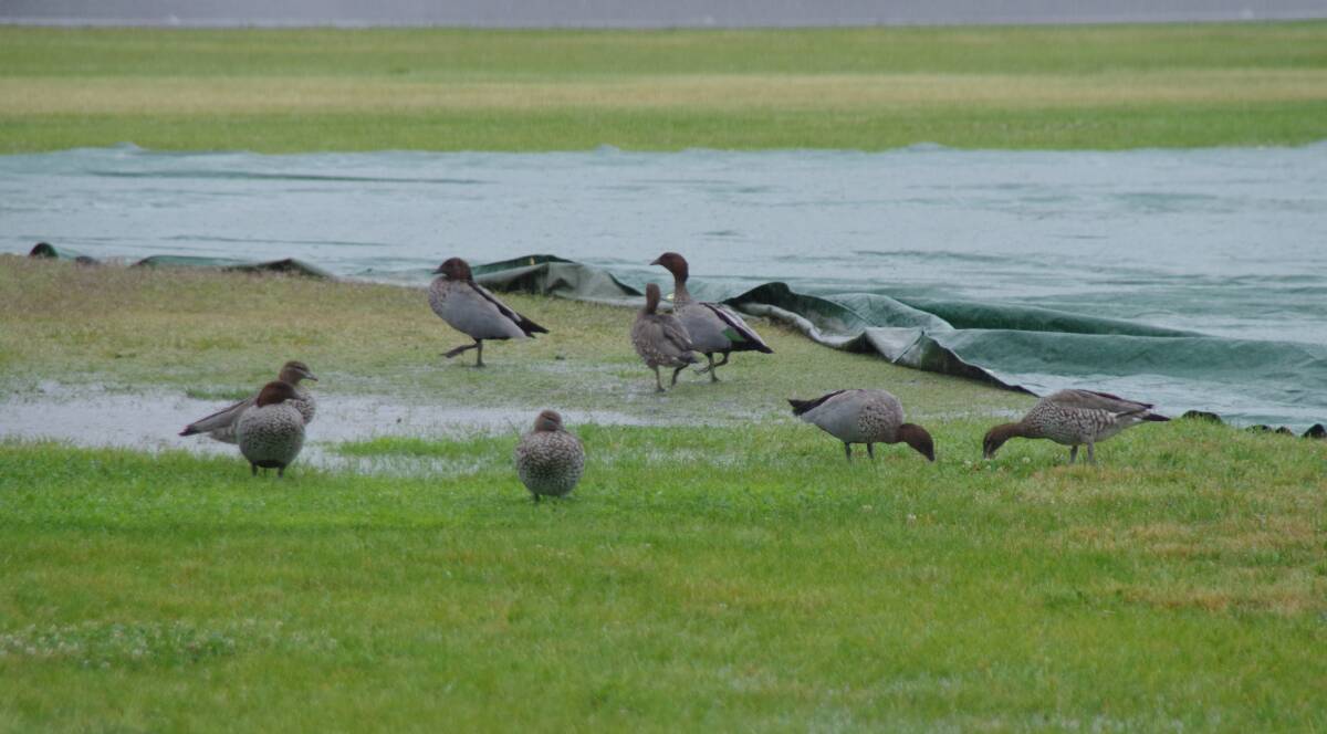 DUCK POND: Seiffert Oval was more like a duck pond with about a dozen wood ducks centre field, despite the rain, on Saturday morning. Photo: Darryl Fernance