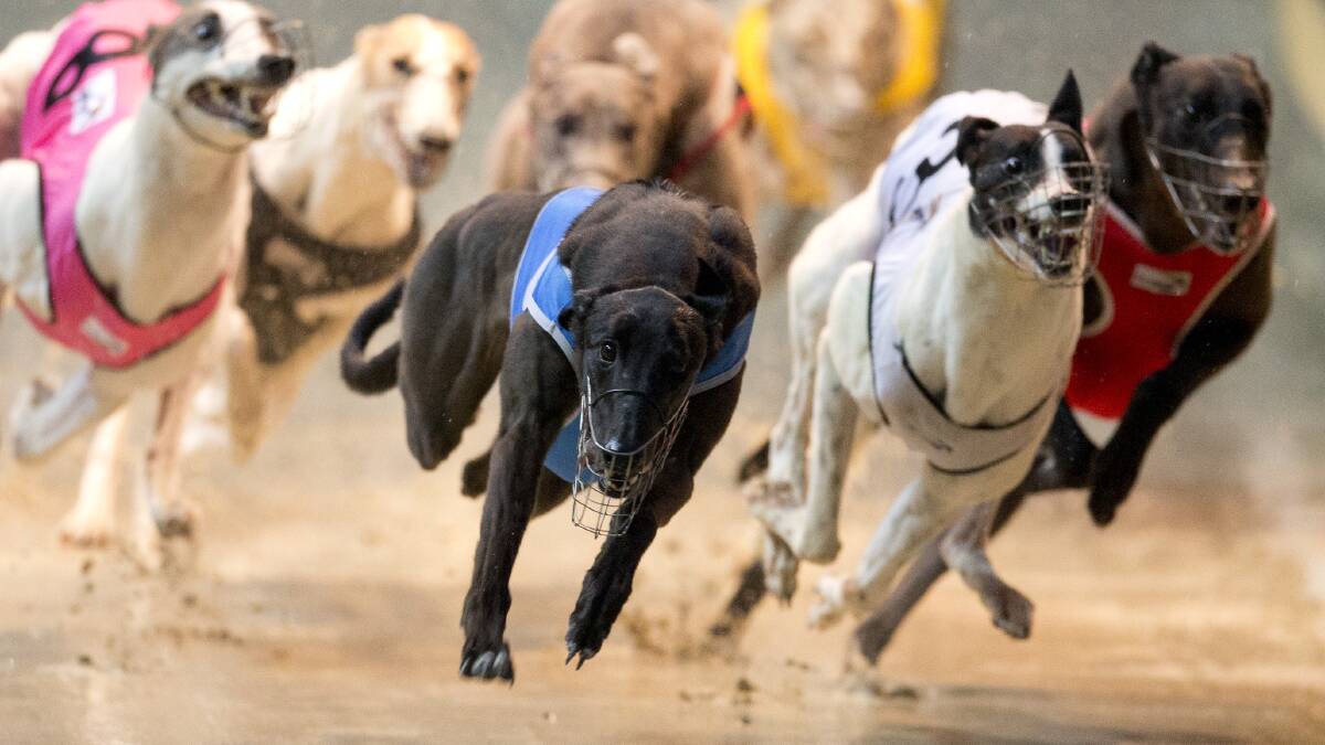 TUESDAY ACTION: Expect some exciting racing at Goulburn Greyhounds on Tuesday afternoon including four heats of the Goulburn Workers series over 350 metres. Photo: thedogs.com.au