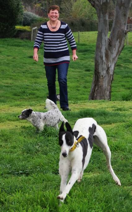 GOOFY GAIT: Stephanie Watson follows as Suzie bounds toward Marc with a slightly ungainly gait, while Patches enjoys a scratch in the grass. Photo: Darryl Fernance