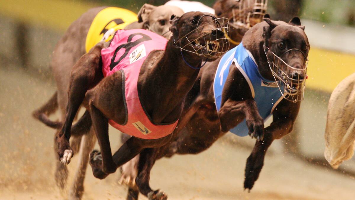 CHAMPION BRED: High Earner (pictured, box four) won 32 races, her daughter Champion Model can also triumph at the latest Goulburn meeting. Photo: the dogs.com.au