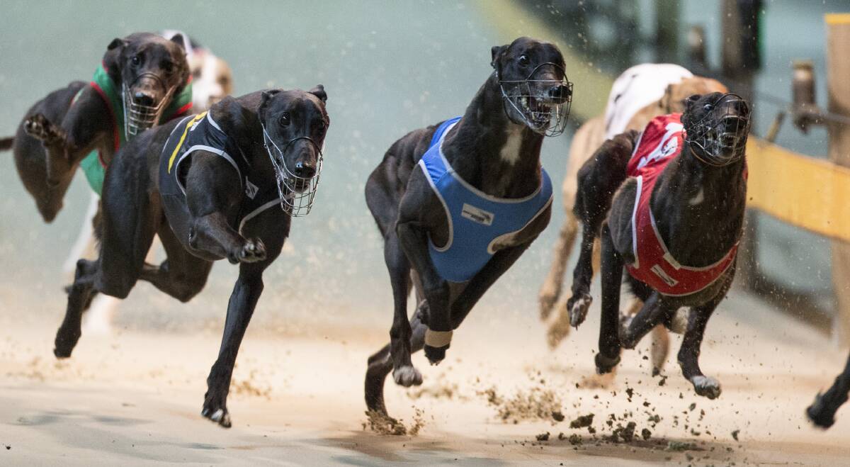 ACTION AT THE TRACK: Racing continues at Goulburn on Tuesday with an eye-catching 11-race card in store. Photo: thedogs.com.au