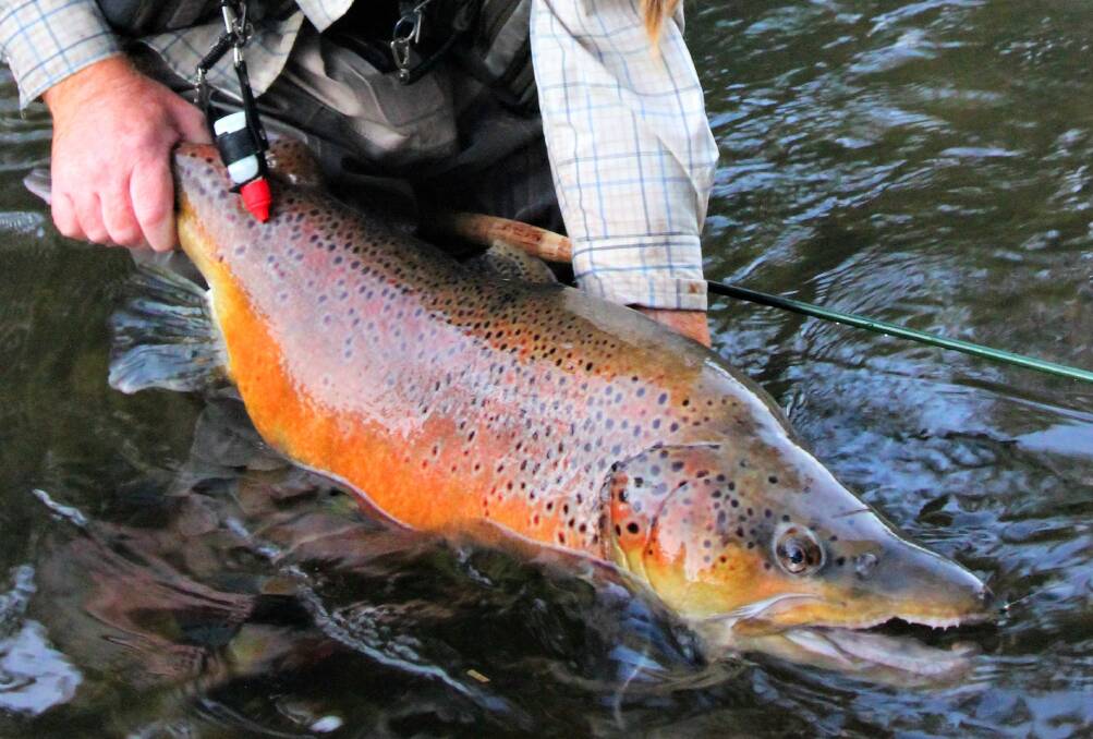 ANOTHER BEAUTY: Another look at one of the big Tasmanian brown trout. Photo: supplied
