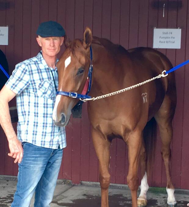DELIGHT: Goulburn trainer Danny Williams with the delightful natured filly, Pumpkin Pie, who he is preparing for the Country Championships at Royal Randwick on Saturday April 1. Photos: Supplied