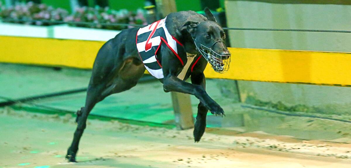 QUALITY DOG: Shakey Jakey stunned Wentworth Park with his racing exploits and one of his offspring can be a winner at Goulburn.