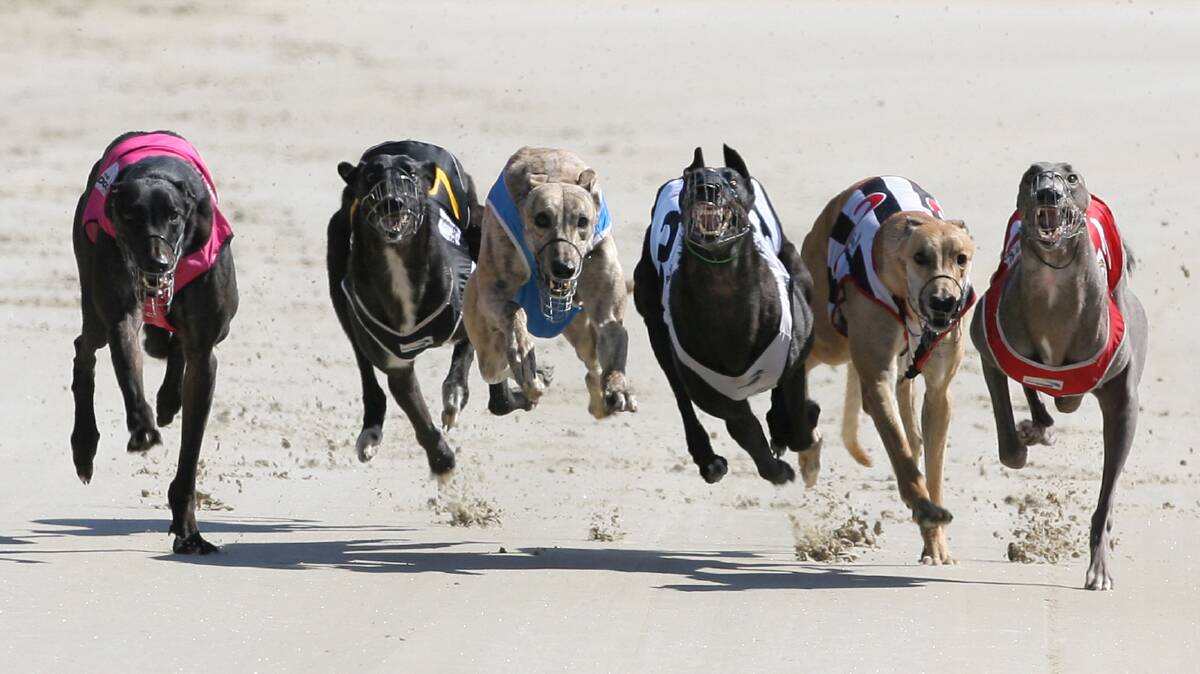 GREAT RACING: There should be exciting racing including the Goulburn Workers Club final, with Chewy Cums in box one. Photo: thedogs.com.au