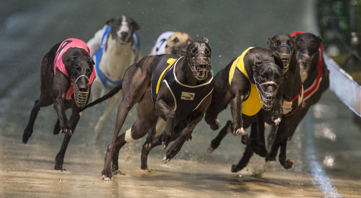 QUALITY RACING: There will be plenty of quality racing at Tuesday's Goulburn Greyhound meeting at the Recreation Area. Photo: supplied