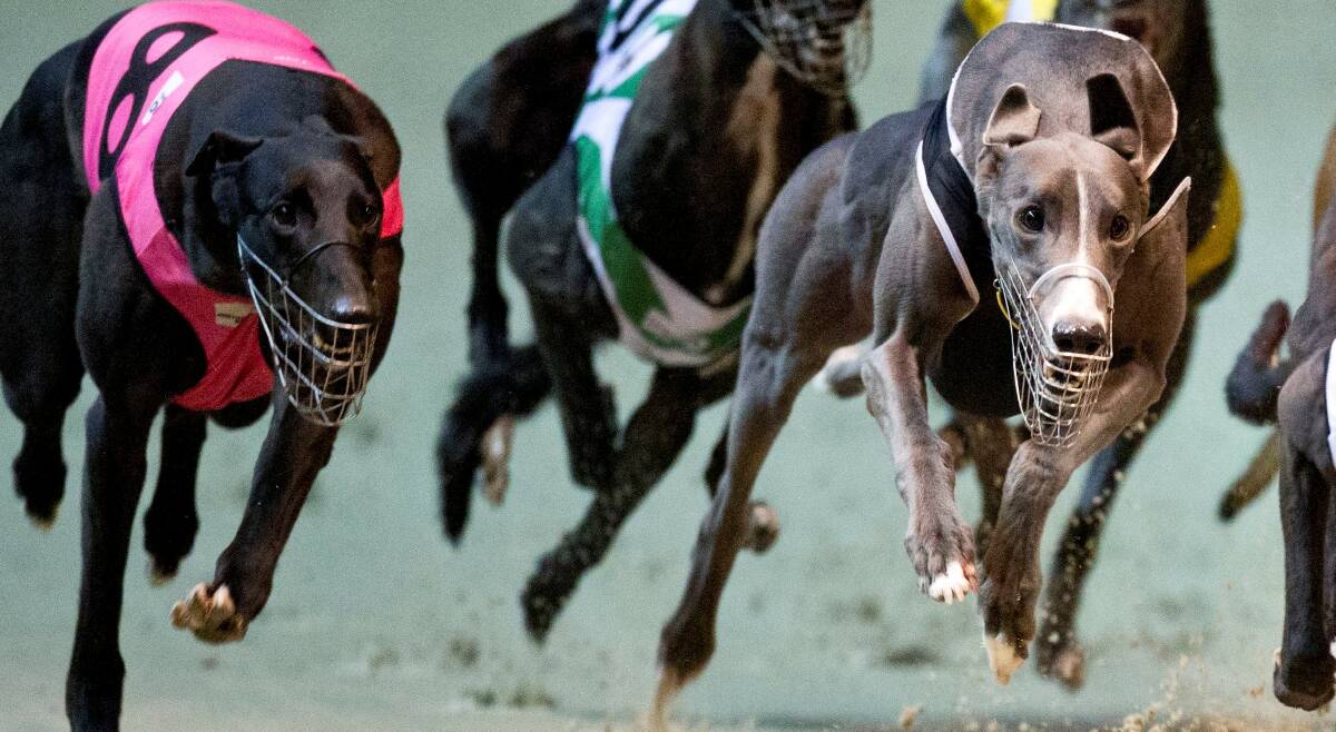AT THE TRACK: Racing resumes at Goulburn on Tuesday with Hardaway Highway looking the day’s best bet. Photo: thedogs.com.au