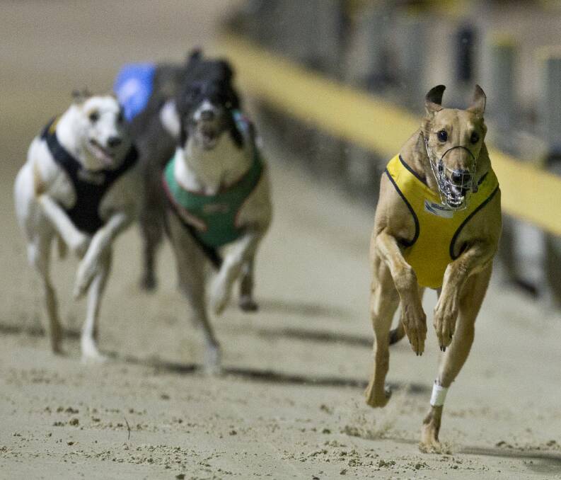 LIKE DAD: Spring Gun was a champion and his son You’re Hired looks a strong winning chance in race two. Photo: thedogs.com.au
