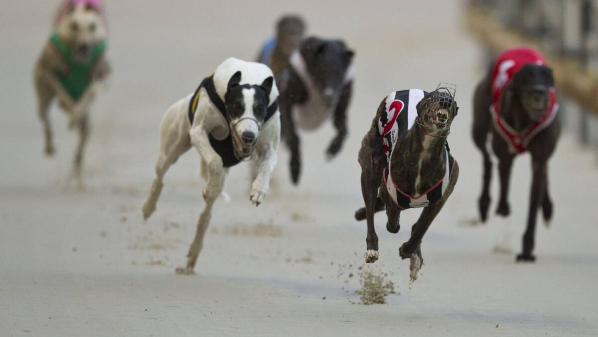LOCAL FLAVOUR: There will be plenty of local interest in Tuesday's Goulburn Greyhound meeting, particularly in the Palmerbet Final over the 440m (race 10) with three local trainers boxing five of the eight starters. Photo: thedogs.com.au