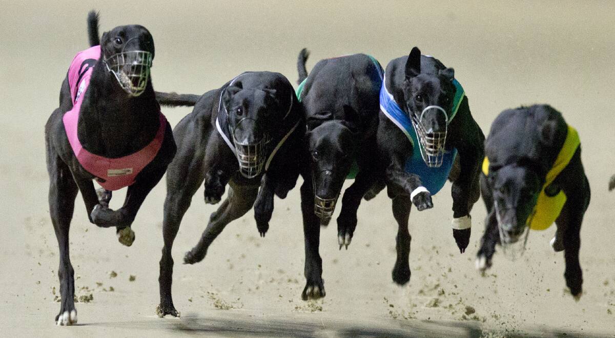 ACTION PACKED PROGRAM: Goulburn Greyhound racing continues Tuesday at the Recreation Area with an 11 race program. Photo: thedogs.com.au