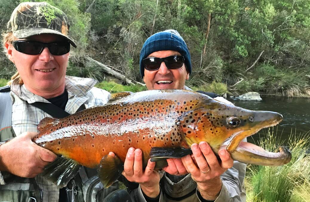 BIG ONE: David Dick  and Rob Paxevanos with one of the monumental trout over the 20 pound mark. It took 40 years to trout of this calibre...and they caught even bigger! Photo: supplied