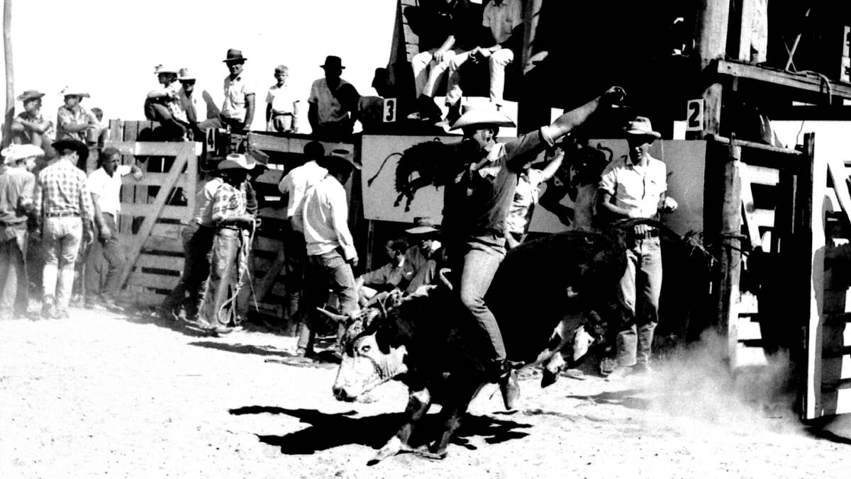 STEER RIDE: At Goulburn's first rodeo in February,1968. Photo: from Goulburn Post's archives