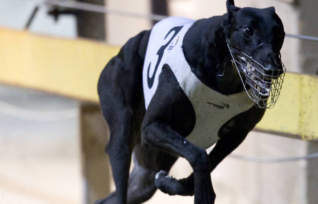 POTENTIAL: Oaks Road was one of the best in NSW and two of his offspring are potential winners at Goulburn. Photo: thedogs.com.au