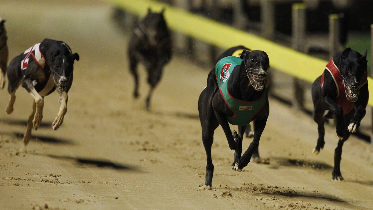 POSSIBLE: Mellcat Lass, a daughter of champion greyhound Cosmic Rumble (pictured), can score at Goulburn. Photo: thedogs.com.au