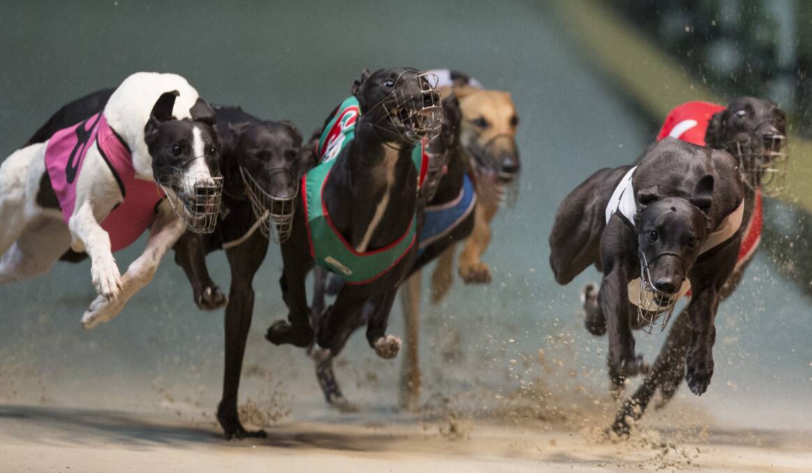 EXCITING: In Goulburn on Tuesday, owner-trainer Edmund O’Brien’s greyhounds look good chances to win. Photo: www.thedogs.com.au