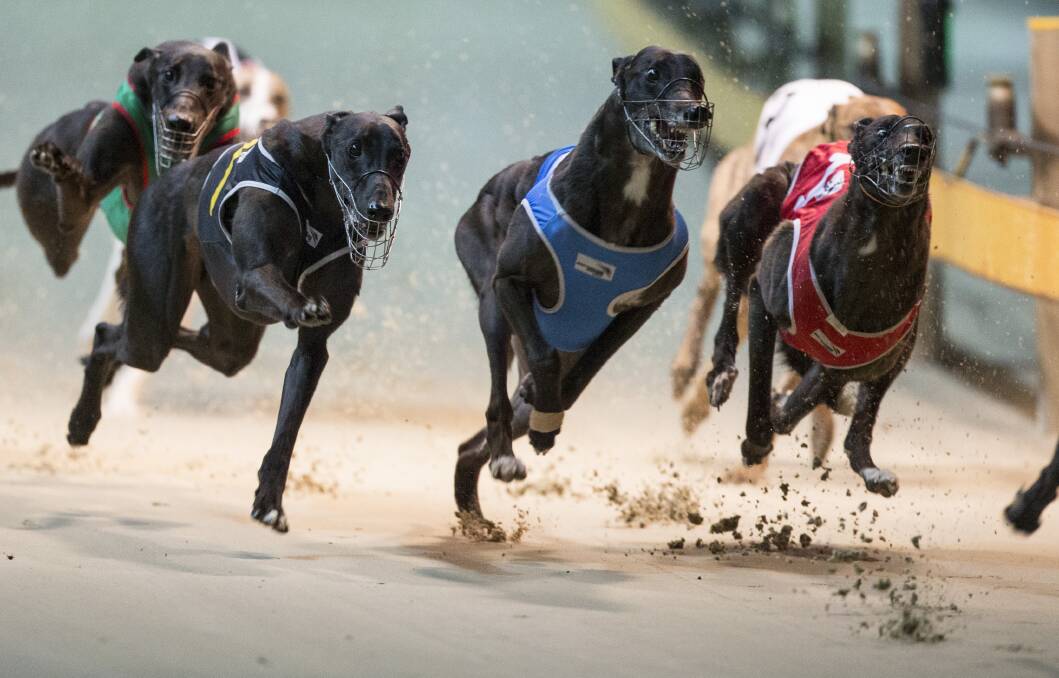 ON TRACK: Some excellent action is in store at Tuesday’s Goulburn Greyhound Racing Club meeting. Photo: courtesy thedogs.com.au