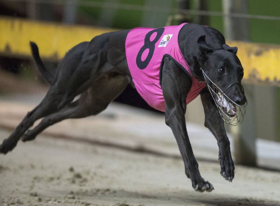  CELEBRITY SPRINTER: Group 2 winner Aussie Infrared making his long awaited return to the race track on Tuesday afternoon. Photo: thedogs.com.au