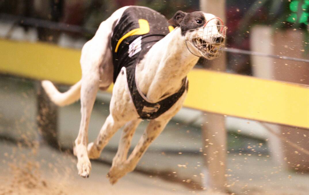 LIKE FATHER: Forty Twenty scored some notable results and two of his offspring may enjoy success on Tuesday, March 21. Photo: thedogs.com.au