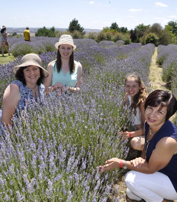 Felicity Poile and daughter, Jen of Collector and Kerrie Friend and daughter Emma of Parkesbourne, enjoyed a sociable day at Laggan's Lavender Farm. Photos: Louise Thrower.