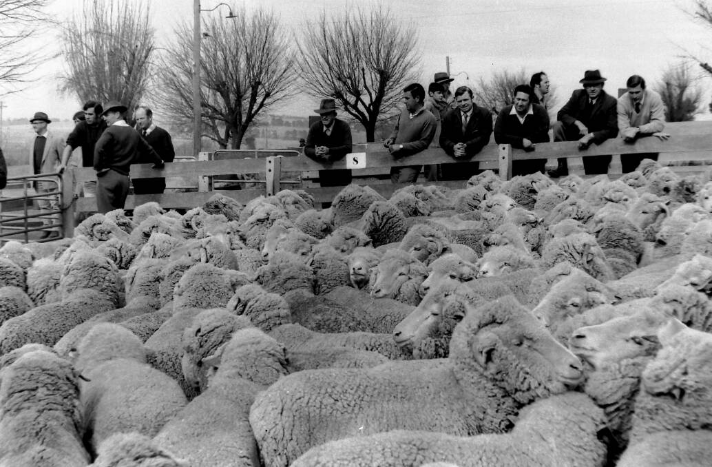 Action at the Goulburn saleyard in July, 1971. Photo: Goulburn Post archives.