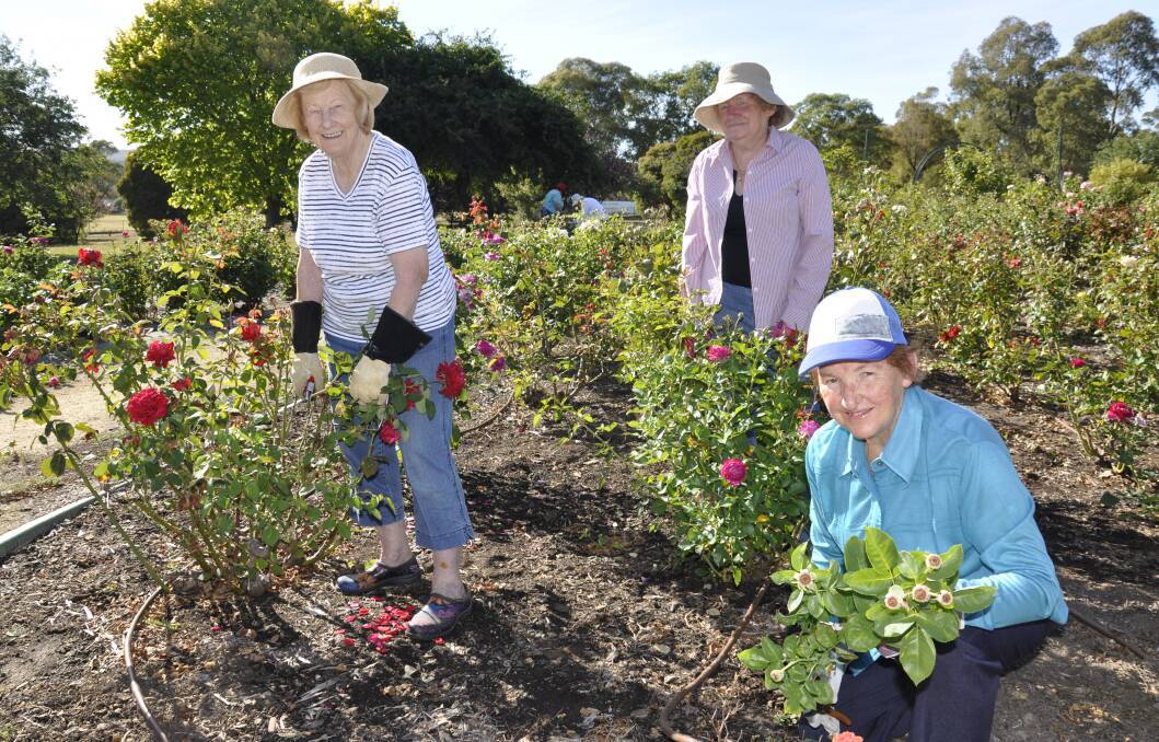 PREPARING: Goulburn Rose committee vice-president Margaret Thompson, member Jill Harrison and volunteer Gloria Crisp at the Victoria Park rose garden on Thursday. 