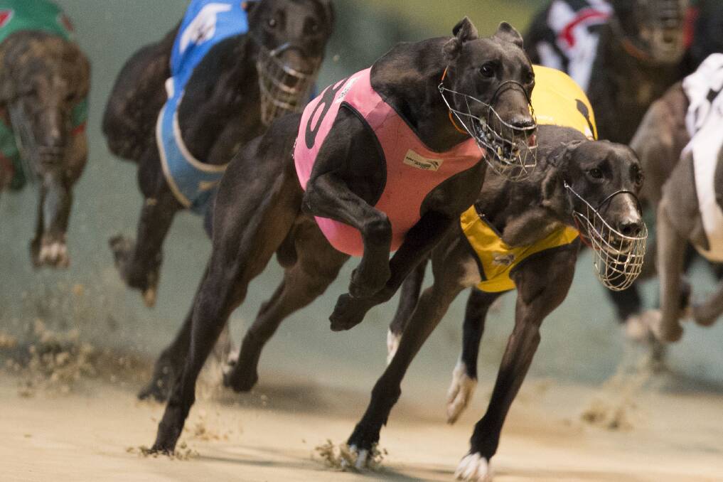 NO MORE: Greyhound racing will be banned across the State from July 1, 2017 following a divisive Parliamentary debate. The State government is rolling out an industry assistance package. 