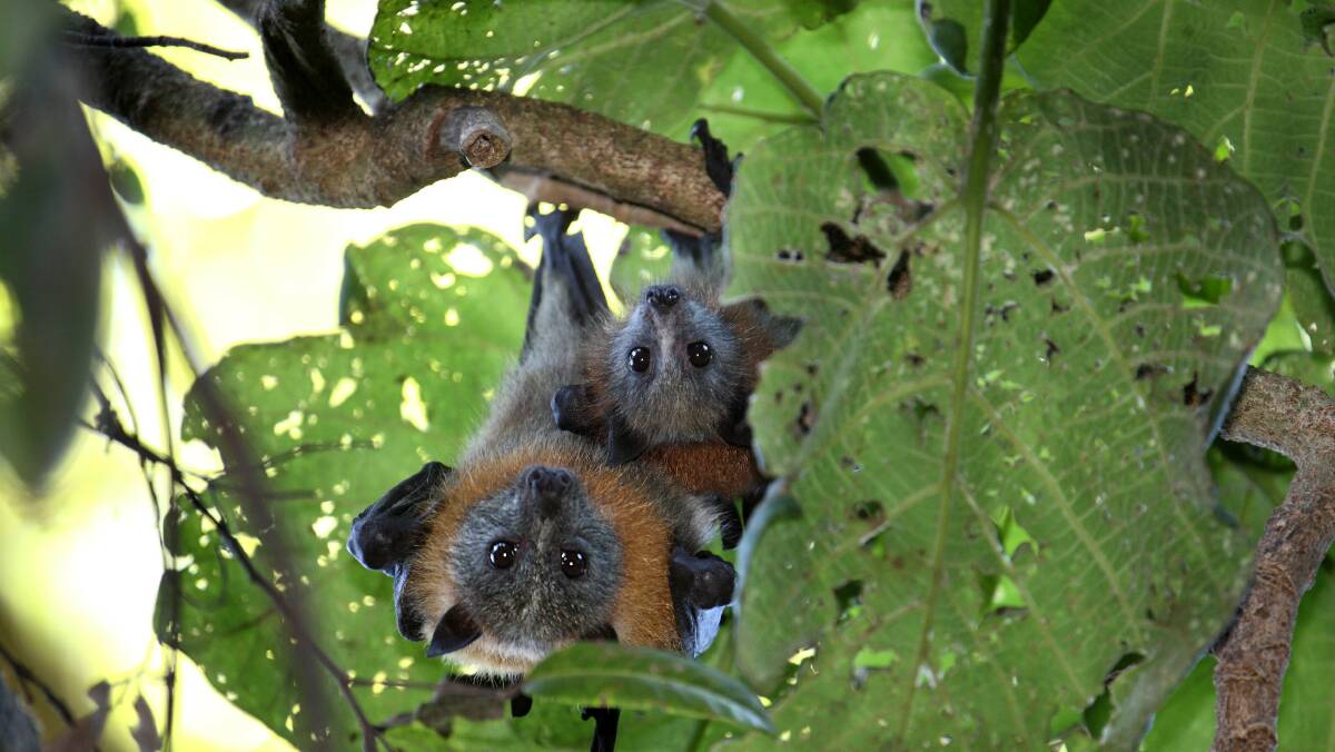 Flying foxes have much to teach us about the environment, says Dr Peggy Eby. Picture supplied.