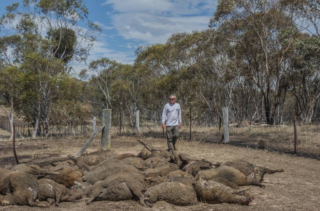 HEART BREAKING: Fred Kuhn on his Mount Fairy property with some of the sheep that perished in the Currandooley fire. Photo: Karleen Minney, Canberra Times.