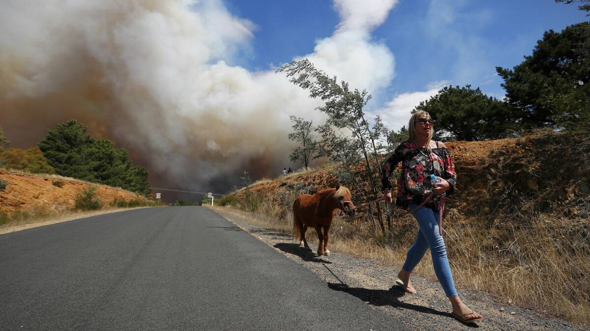 SAFE PASSAGE: A woman leads her horse to safety during the Carwoola fire, east of Queanbeyan on Friday. Photo: Alex Ellinghausen. 