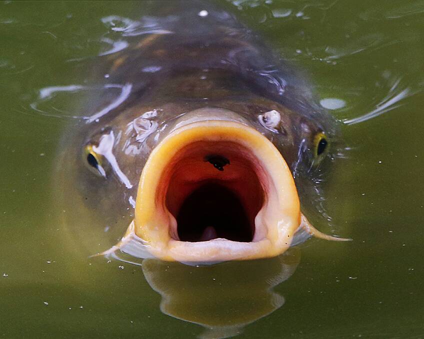 South Eastern Local Land Services and the national Carp Control Plan will host a session about the fish's control at the Goulburn Soldiers Club on December 18. Photo: Michael Probst AAP