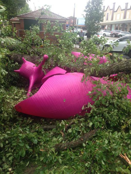 The large Belmore Park elm squashed a decorative pink snail artwork when it fell last year. 