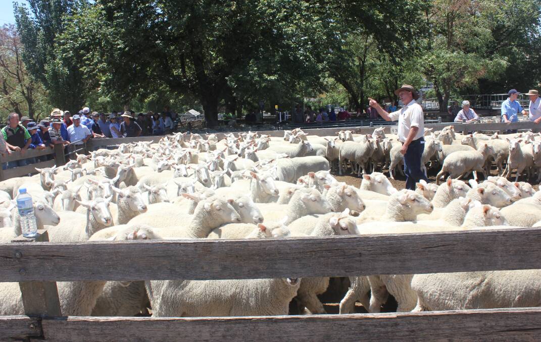 Goulburn saleyard hosted the first cross ewe sale in early 2016 for the last time before it was transferred to the new Yass complex. The sale was a local fixture for many years.