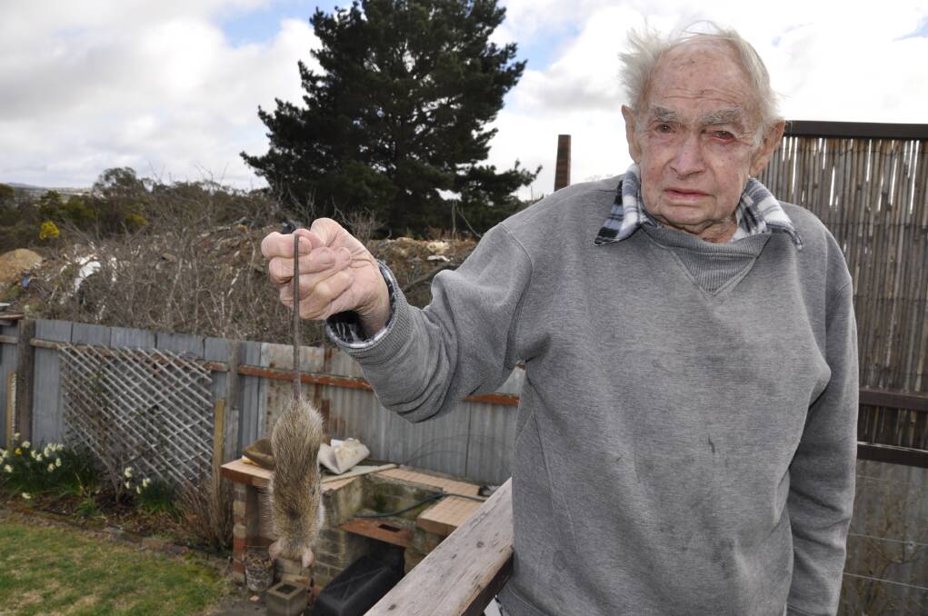 VERMIN: Common Street resident Kevin Peterson with a rat he caught on Friday that he claimed came from the neighbouring recycling yard. 