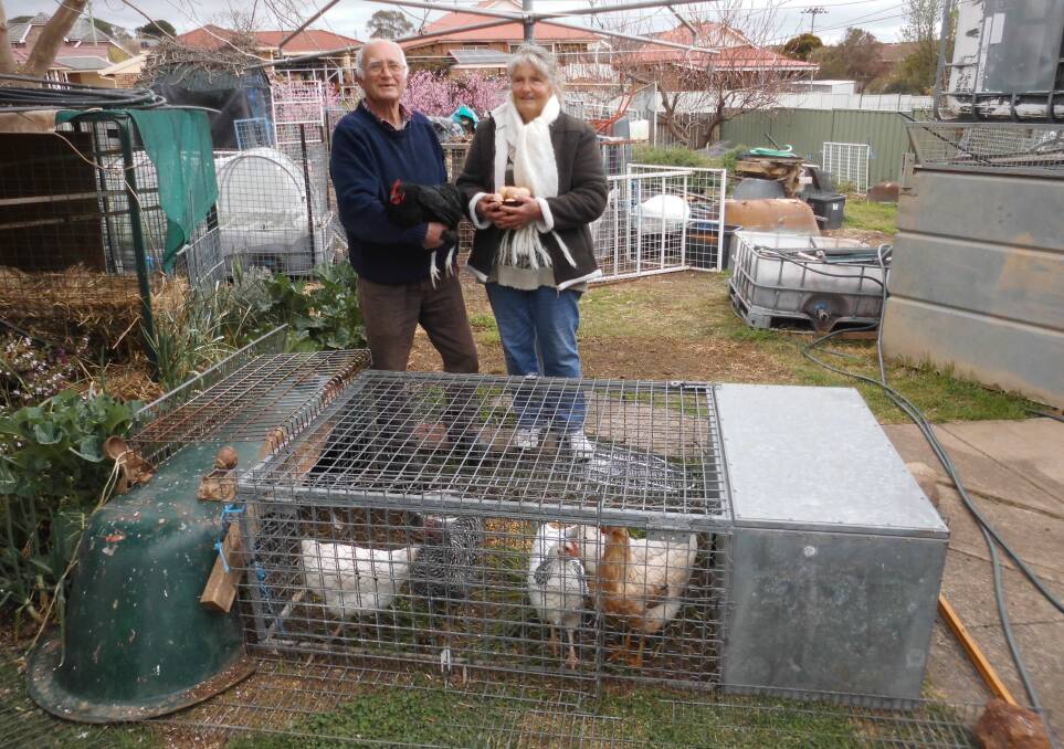 SPEAKERS: Ray Shiel and Ros Thompson with some chooks. Ray will be talking about the value of keeping chooks in the garden. Ros will talk about the best companion planting. 