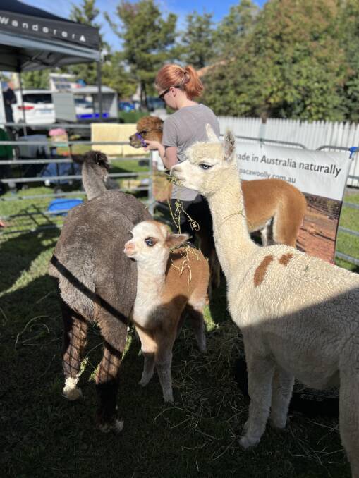 Pat the alpacas at the Harvest Festival. Picture supplied