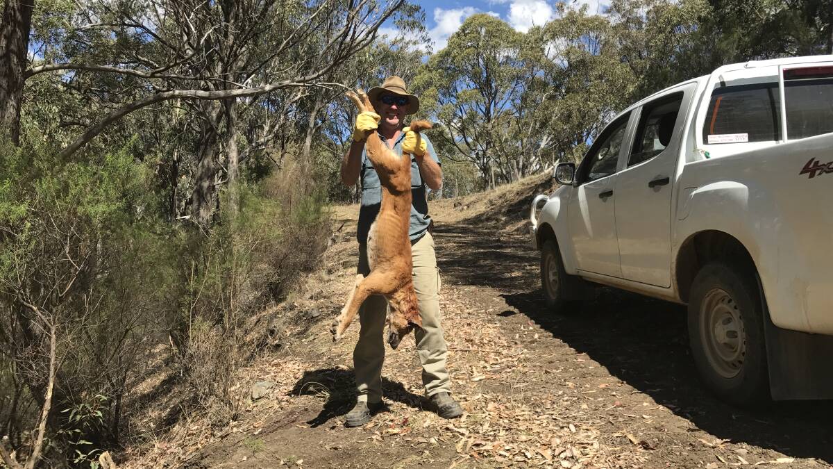 North-eastern NSW wild dog facilitator, Dave Worsley, with a wild dog he trapped in the Upper Hunter where the wild dog problem is just as bad as in the New England.