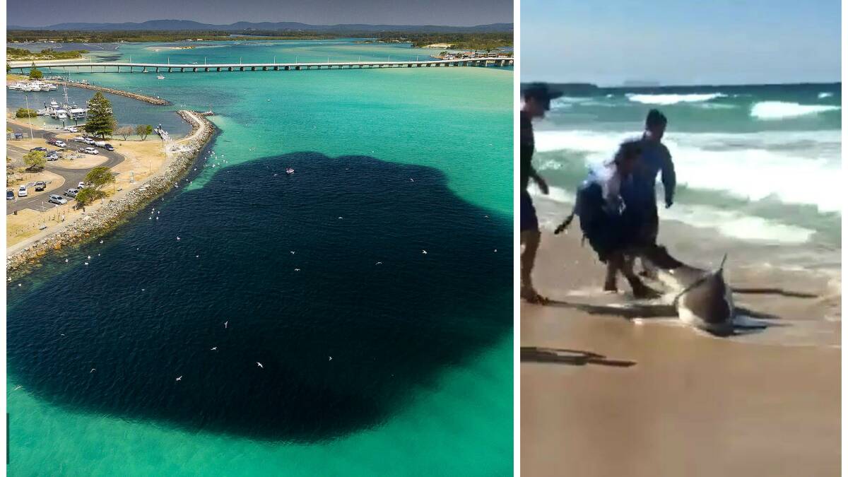 Shane Chalker's incredible photo of the bait ball and a still from the video which shows men wrestling a large bronze whaler back into the ocean at Tuncurry.