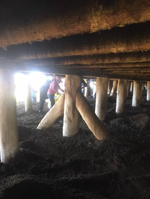 BLACK GOLD: Gunning Public School volunteers digging manure under "Lerida's" shearing shed. The schools annual fundraiser is bagged "Gunning Gold".