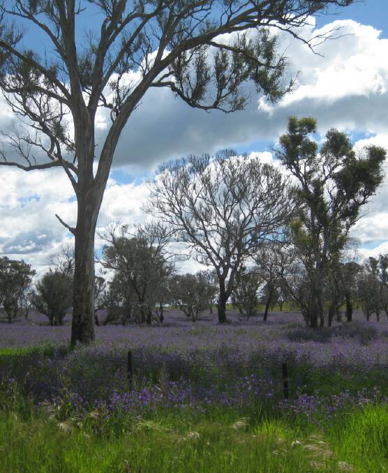BEST PEST: Paterson's Curse, despite its status as a weed, is putting on a spectacular display along Cullerin Road. Photo supplied.