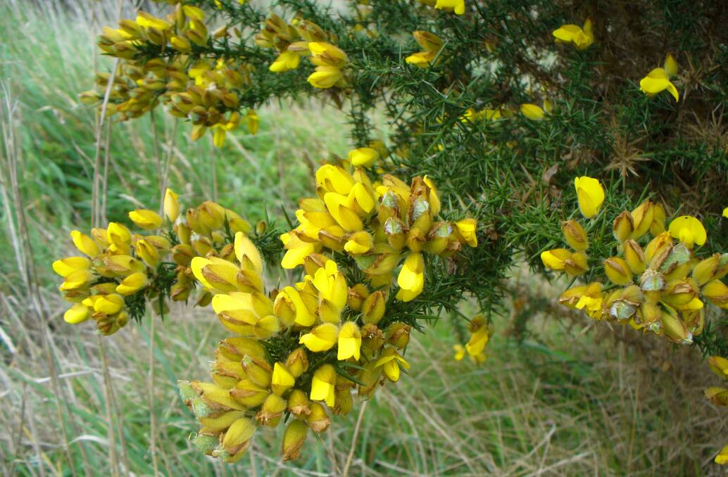 NOT SO PRETTY: The cost of gorse eradication programs is an estimated $7million, so the release of the Gorse Soft Shoot Moth could save a fortune.